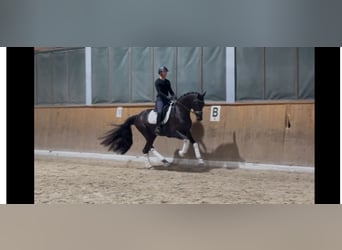 Warmblood suizo, Caballo castrado, 4 años, 173 cm, Negro
