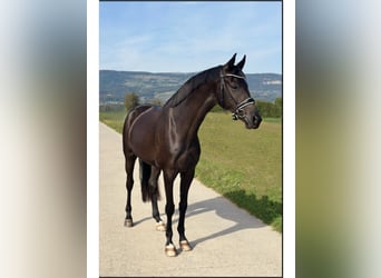 Warmblood suizo, Caballo castrado, 4 años, 173 cm, Negro