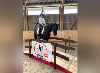Warmblood suizo, Caballo castrado, 5 años, 164 cm, Castaño oscuro