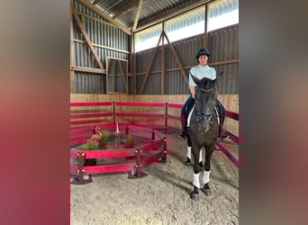 Warmblood suizo, Caballo castrado, 5 años, 164 cm, Castaño oscuro