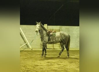 Warmblood suizo, Caballo castrado, 5 años, 165 cm, Tordo