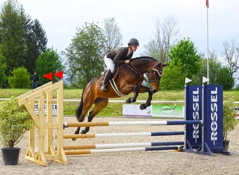 Warmblood suizo, Caballo castrado, 5 años, 169 cm, Castaño