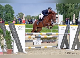 Warmblood suizo, Caballo castrado, 5 años, 170 cm