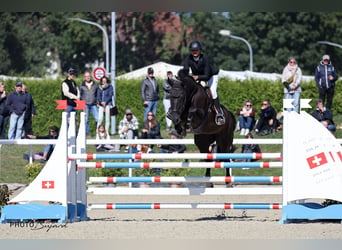 Warmblood suizo, Caballo castrado, 5 años, 172 cm, Castaño oscuro