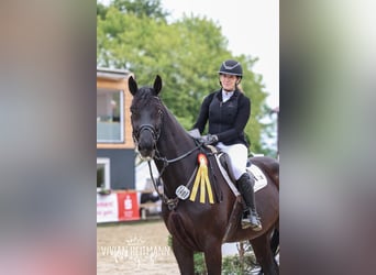 Warmblood suizo, Caballo castrado, 5 años, 176 cm, Negro
