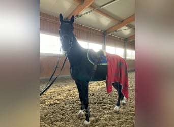 Warmblood suizo, Caballo castrado, 5 años, 176 cm, Negro