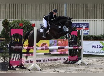 Warmblood suizo, Caballo castrado, 5 años, 176 cm, Negro