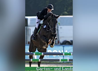 Warmblood suizo, Caballo castrado, 5 años, 176 cm, Negro