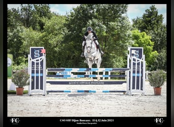 Warmblood suizo, Caballo castrado, 5 años, 176 cm, Tordo