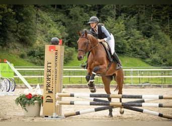Warmblood suizo, Caballo castrado, 5 años, Castaño