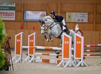Warmblood suizo, Caballo castrado, 5 años, Tordo