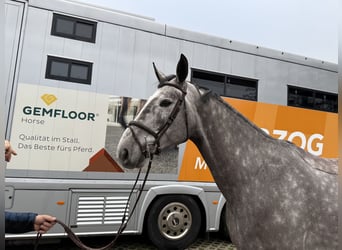 Warmblood suizo, Caballo castrado, 6 años, 170 cm, Tordo rodado