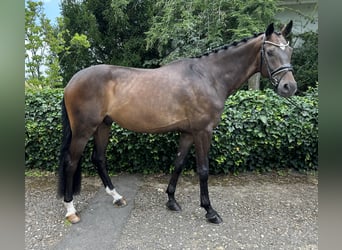 Warmblood suizo, Caballo castrado, 6 años, 172 cm, Castaño oscuro