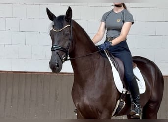 Warmblood suizo, Caballo castrado, 6 años, 177 cm, Negro