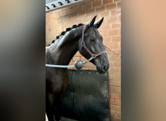 Warmblood suizo, Caballo castrado, 6 años, 177 cm, Negro