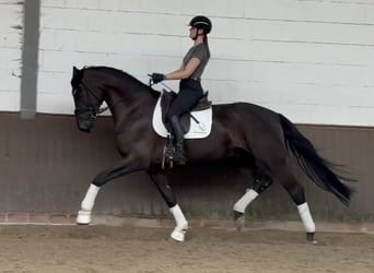 Warmblood suizo, Caballo castrado, 6 años, 177 cm, Negro