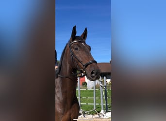 Warmblood suizo, Caballo castrado, 6 años, 180 cm, Castaño oscuro