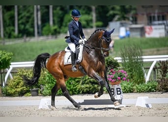 Warmblood suizo, Caballo castrado, 6 años, 180 cm, Castaño oscuro