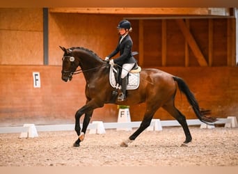 Warmblood suizo, Caballo castrado, 6 años, 180 cm, Castaño oscuro