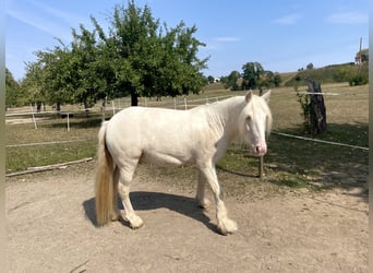 Warmblood suizo Mestizo, Caballo castrado, 7 años, 140 cm, Cremello