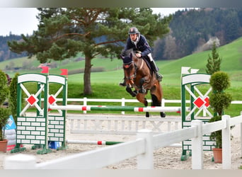 Warmblood suizo, Caballo castrado, 7 años, 164 cm, Castaño