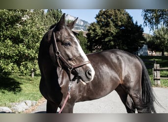 Warmblood suizo, Caballo castrado, 7 años, 165 cm, Castaño oscuro