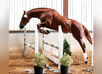 Warmblood suizo, Caballo castrado, 7 años, 176 cm, Alazán