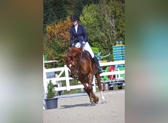 Warmblood suizo, Caballo castrado, 7 años, 176 cm, Alazán