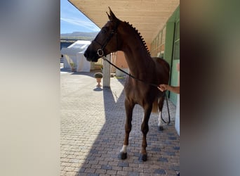 Warmblood suizo, Caballo castrado, 7 años, 176 cm, Alazán