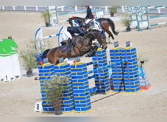 Warmblood suizo, Caballo castrado, 8 años, 165 cm, Castaño oscuro