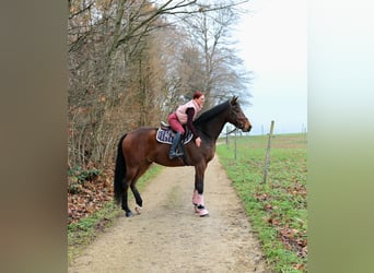 Warmblood suizo, Caballo castrado, 8 años, 172 cm, Castaño
