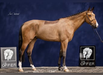 Warmblood suizo, Caballo castrado, 8 años, 172 cm, Castaño