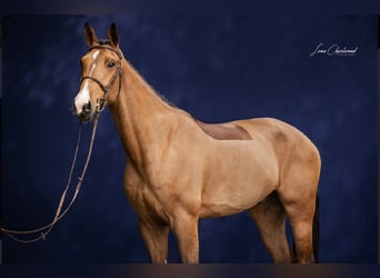 Warmblood suizo, Caballo castrado, 8 años, 172 cm, Castaño