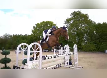 Warmblood suizo, Caballo castrado, 8 años, 172 cm, Castaño