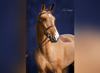 Warmblood suizo, Caballo castrado, 8 años, 172 cm, Castaño