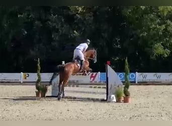 Warmblood suizo, Caballo castrado, 8 años, 172 cm, Castaño