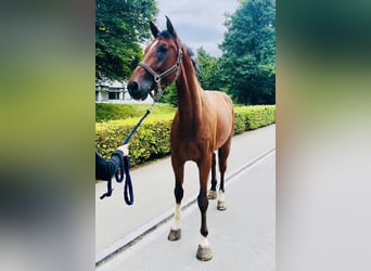 Warmblood suizo, Caballo castrado, 8 años, 175 cm, Castaño