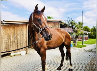 Warmblood suizo, Caballo castrado, 8 años, 175 cm, Castaño