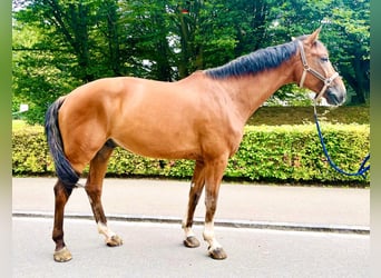 Warmblood suizo, Caballo castrado, 8 años, 175 cm, Castaño