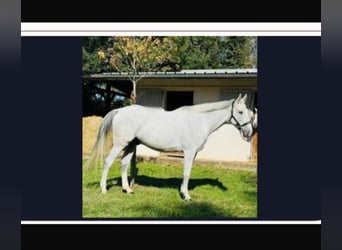 Warmblood suizo, Caballo castrado, 8 años, 175 cm, Tordo