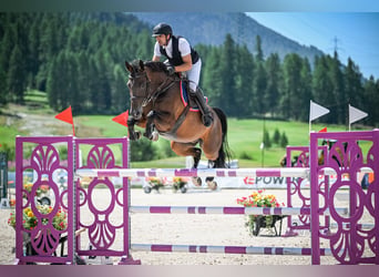 Warmblood suizo, Caballo castrado, 9 años, 167 cm, Castaño oscuro
