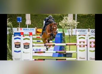 Warmblood suizo, Caballo castrado, 9 años, 168 cm, Castaño