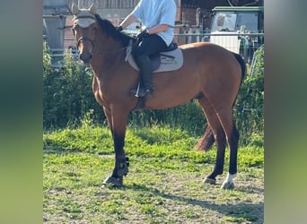 Warmblood suizo, Caballo castrado, 9 años, 170 cm, Castaño
