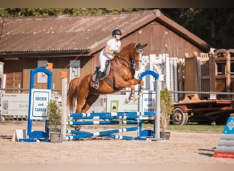 Warmblood suizo, Caballo castrado, 9 años, 175 cm, Alazán
