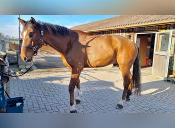 Warmblood suizo, Caballo castrado, 9 años, 175 cm, Castaño