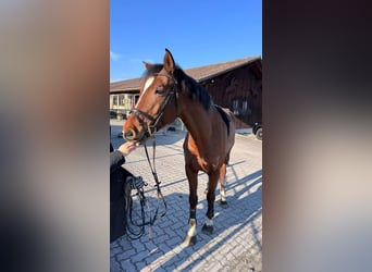 Warmblood suizo, Caballo castrado, 9 años, 175 cm, Castaño