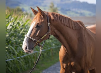 Warmblood suizo, Caballo castrado, 9 años, Alazán