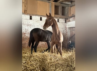 Warmblood suizo, Semental, 1 año, 167 cm