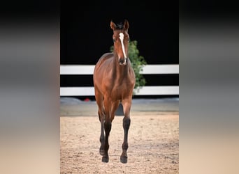 Warmblood suizo, Semental, 1 año, 170 cm, Castaño oscuro