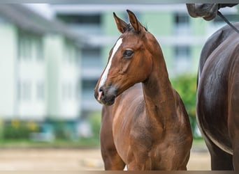 Warmblood suizo, Semental, 1 año, 170 cm, Castaño oscuro